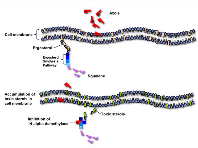 antifungal-pharmacology-doctor-fungus