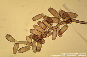 Helminthosporium spicifera,