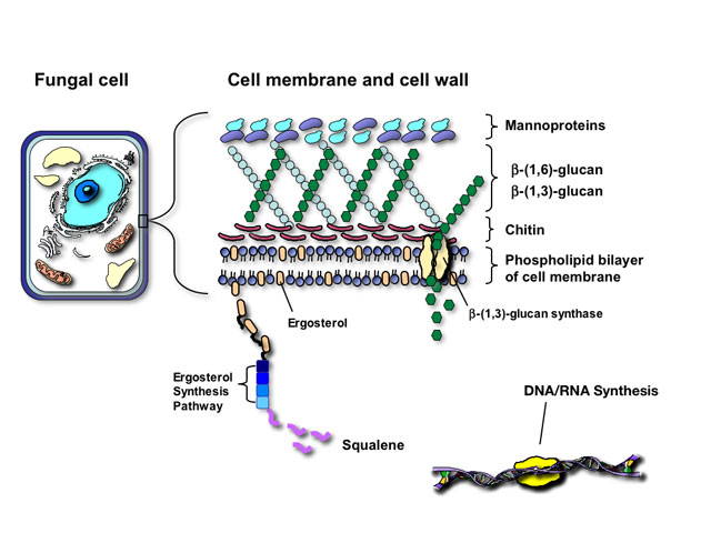 fungal cell wall diagram