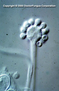 cun1_l1 - Doctor Fungus