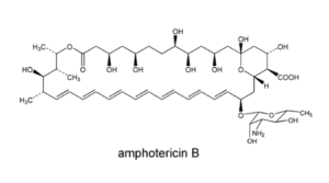 Amphotericin B (Oral Suspension) - Doctor Fungus