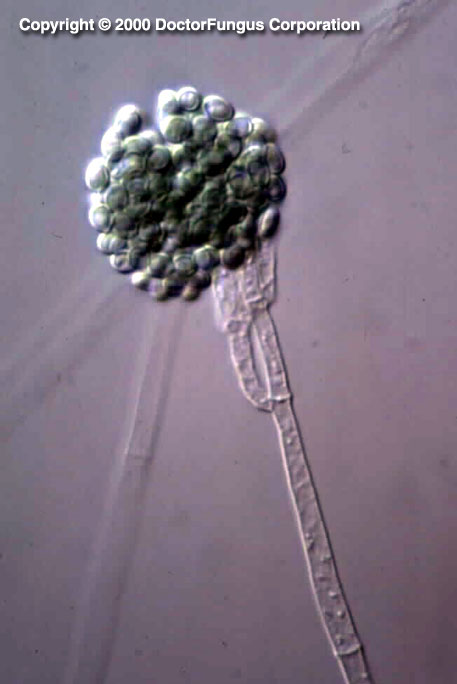 Gliocladium Species