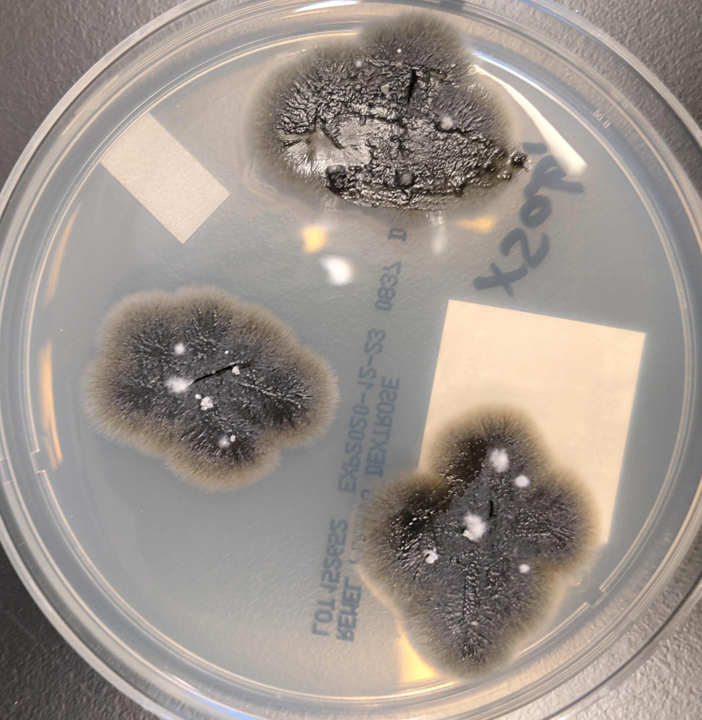 figure-2-fungal-culture-plate-5-17-2021-mn-doctor-fungus